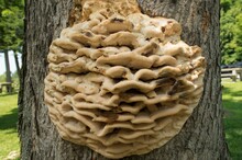 Large Layered Fungus Growing On The Side Of A Tree