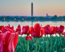 Blooming Field Of Red Tulips Near The Washington Navy Merchant Memorial
