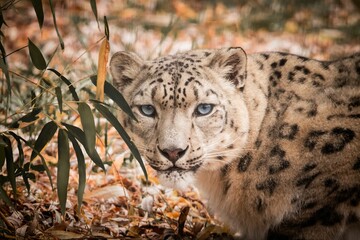 Sticker - Wild irbis cat lying on the ground in the forest