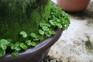 Plant covered with moss on a pot