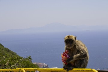 Sticker - Closeup shot of a Barbary macaque in Gibraltar