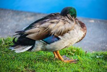 Closeup Of A Mallard Duck Resting On A Meadow