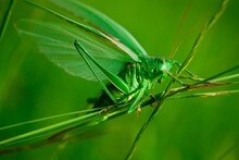 Closeup Of Large Green Grasshopper Sitting On Grass In Farmer's Field On Blurred Background