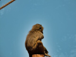 Wall Mural - Back view of a hairy monkey with bokeh background