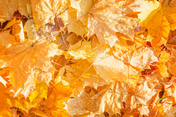 Bunch of bright golden autumn leaves. Beautiful nature. Background, space for text.