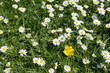 © Westend61 - White daisy flowers blooming on green grass