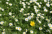 White Daisy Flowers Blooming On Green Grass