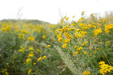 Yellow Tansy Flowers Growing In Field