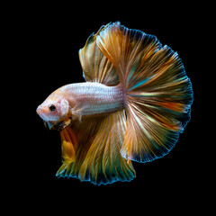 Wall Mural - Photo of a beautiful longtail betta in Thailand