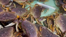 Many Big Alive Dungeness Crabs Are Crowded Into Tanks. American Crabs