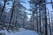 長野県美ヶ原の雪景色