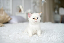 A Small White British Kitten Is Sitting On A White Blanket In The Room.