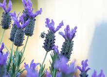 Blue Banded Bee Feeding On Lavender Flower