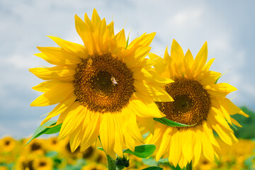 Honey bee pollinating sunflower plant. Two large yellow sunflowers in a sunflower field under a cloudy sky. A tiny bee eats pollen from a large yellow sunflower that grows in the field.