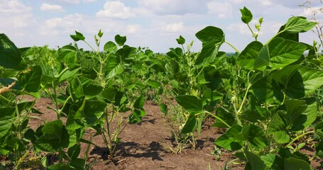 Fototapete - Agriculture. Green Field Soy on a Farm. Crop Legumes. Farmland. Agrarian Industry. Bloom Soybean. Agricultural plants. Rural Landscape. Nature, Blue Sky and White Clouds.