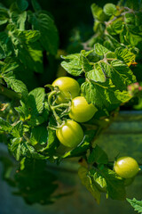 Canvas Print - organic tomatoes in the garden