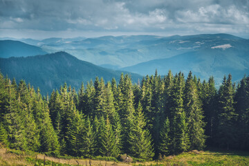 Wall Mural - panoramic view of beautiful green forest mountain landscape. traveling in the carpathian mountains, 