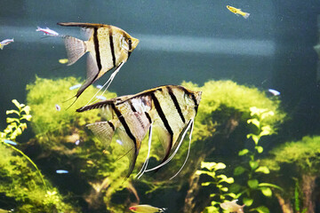The common scalar, or scalar, is a species of fish from the cichlid family Cichlidae in the water among algae
