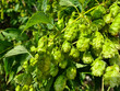 Green branches and fresh hop cones close-up, agricultural background.