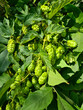 Green branches and fresh hop cones close-up, agricultural background. Vertical frame
