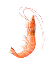 Shrimps Isolated On Alpha Layer Png