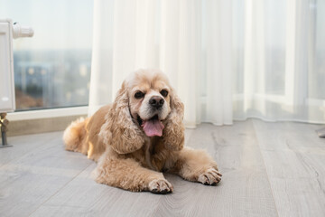 The dog is resting on the floor.