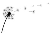 Fototapeta Dmuchawce - Silhouette of a simple single dandelion