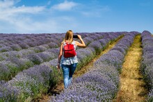 Female Taking Pictures In The Lavender Field On A Sunny Summer Day