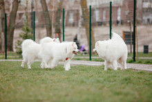 Samoyed Dog Running And Playing In The Park. Big White Fluffy Dogs On A Walk