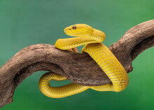 Yellow Snake On A Green Background