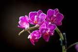 Fototapeta Storczyk - Beautiful phalaenopsis orchid on a black background