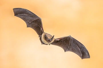 Poster - Flying Pipistrelle bat on bright brown background