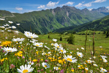 Beautiful Flowering Alpine Meadows In The Background Mountains And Sky With Clouds