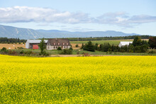 French-style Patrimonial Stone House And Large Barn With Yellow Blooming Canola Flowers In Field And The Laurentian Mountains In The Background, St. Laurent, Island Of Orleans, Quebec, Canada