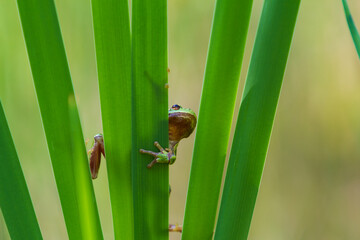 Wall Mural - Hyla arborea - Green tree frog on a stalk. The background is green. The photo has a nice bokeh. Wild photo