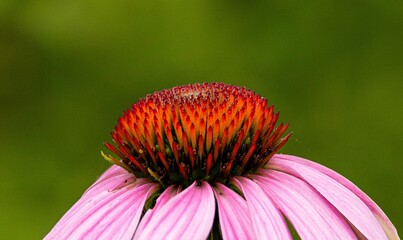 Closeup shot of a coneflower with blurred background