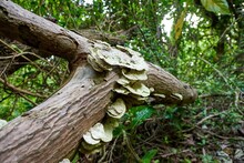 Close-up Shot Of Polypore Mushrooms On A Tree