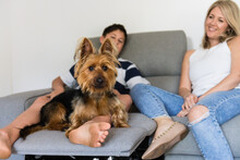 Australian Terrier Dog On Sofa With Family