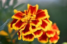 Closeup Shot Of Marigolds Growing In The Garden On A Sunny Day