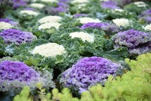 Selective Focus Shot Of An Ornamental Colorful Cabbages In A Farm