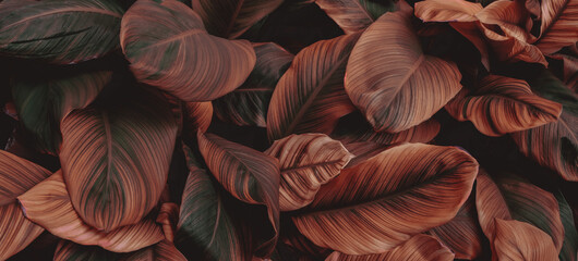 Wall Mural - red leaf background, nature background concept