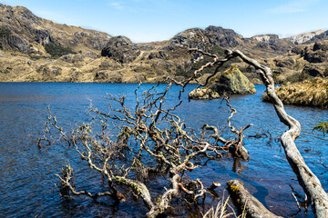 Wall Mural - El Cajas National park. Fallen Polylepis tree or Paper tree at the Toreadora lake coast. Mountain landscape. Ecuador, close to city Cuenca 