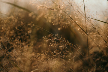 Grass field dark background. Wild grass in the forest at sunlight. Macro view of dry grass meadow, shallow depth of field. Abstract summer nature background. Blurred colorful forest field nature