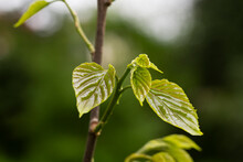 Close-up Of Fresh Spring Green Leaves Hovenia Dulcis, Known As Japanese Or Oriental Raisin Tree