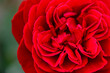 バラの花「美しい真っ赤な模様・バラの花」
Rose flower 