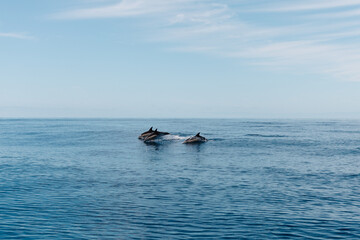 dolphins in the sea