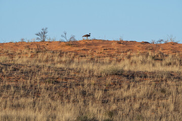 Wall Mural - Kori Bustard