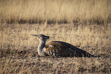 Wall Mural - Kori Bustard