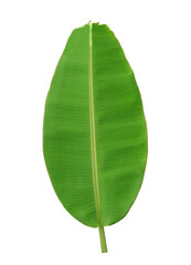 Wall Mural - green banana leaf isolated on transparent background - PNG format.