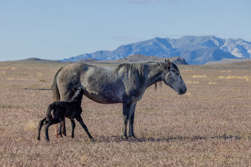 Poster - Wild Horse Mare and Her Newborn Foal in Springtime in the Utah Desert